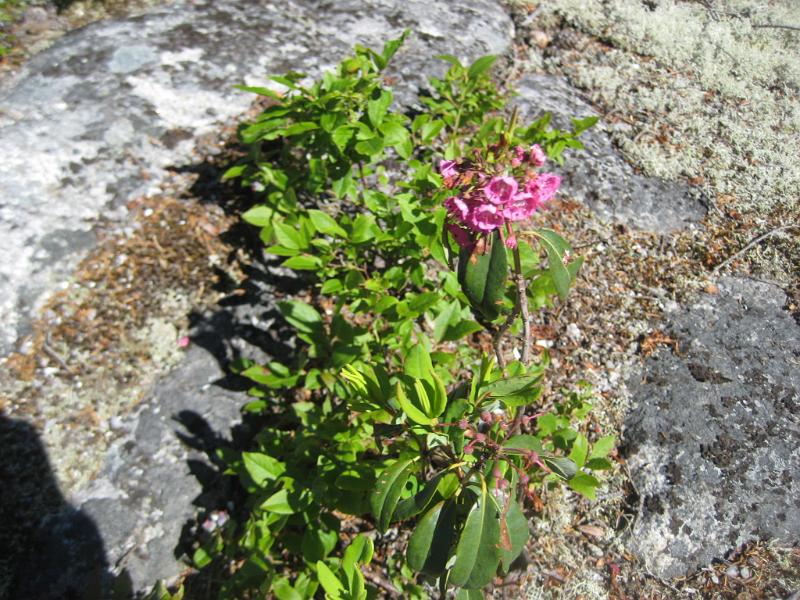 Royce (11).JPG - Lots of little pink flowers were along the trail. They were growing near blueberries, but I don't think they are blueberries.